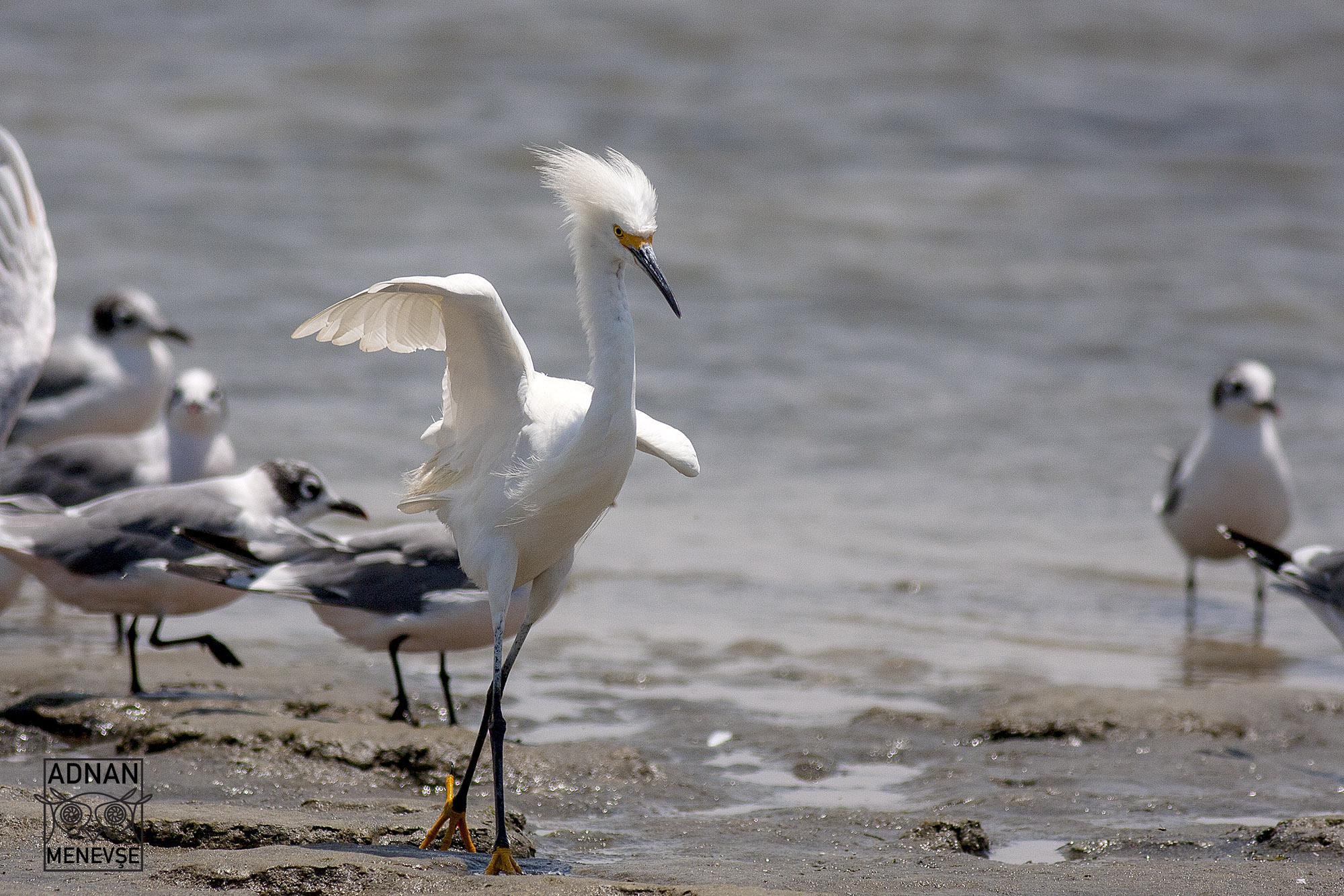 Snowy Egret